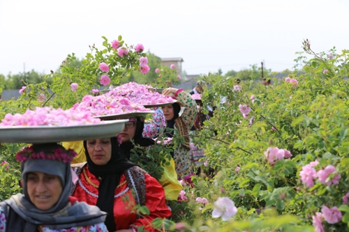 گزارش تصویری: کشتی لوچو با عطر گلاب